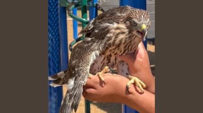 California man sentenced for giving alcohol to hawk
