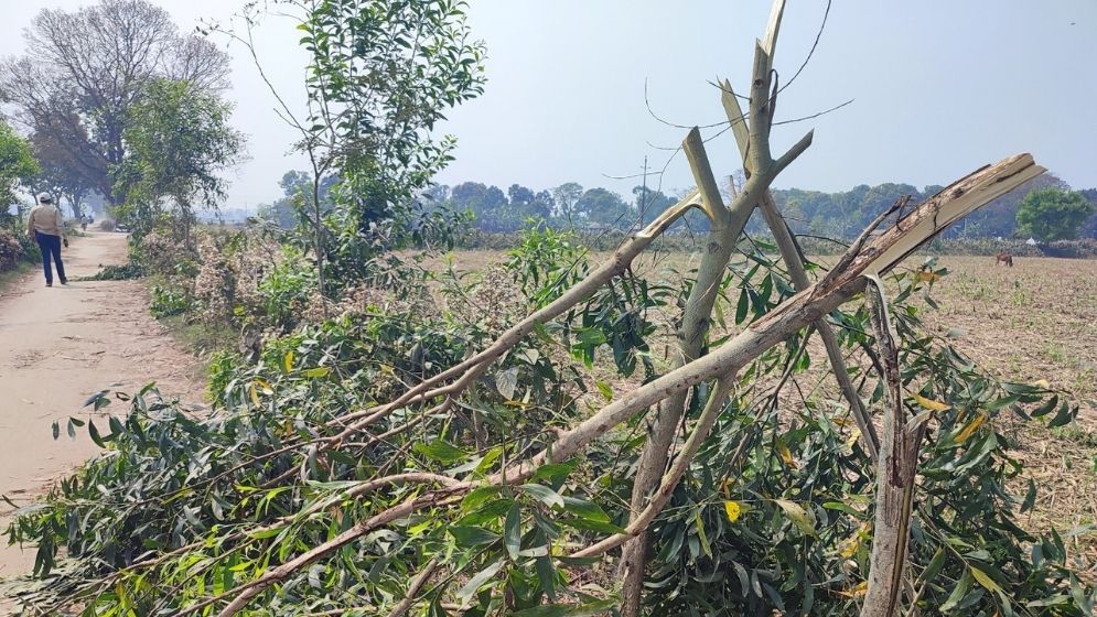 Miscreants cut down 500 trees in Thakurgaon