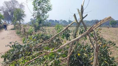 Miscreants cut down 500 trees in Thakurgaon