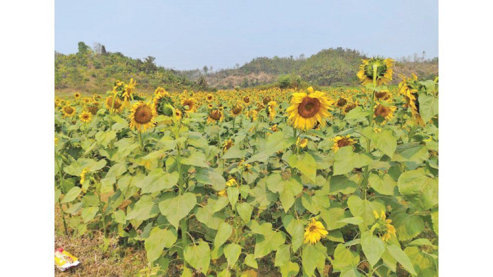 Bandarban sees rising trend of sunflower farming over tobacco