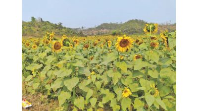 Bandarban sees rising trend of sunflower farming over tobacco
