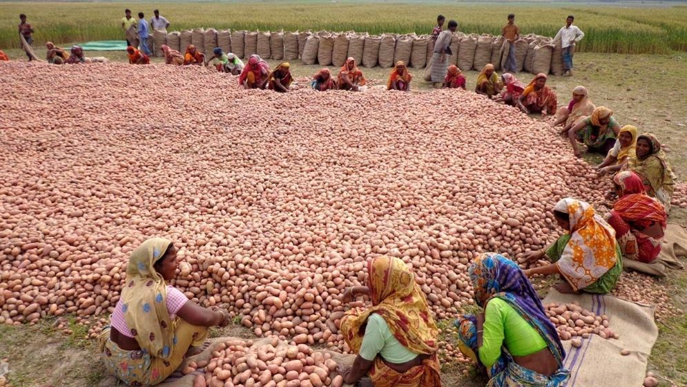 Thakurgaon farmers struggle as potato price drops to Tk3 per kg