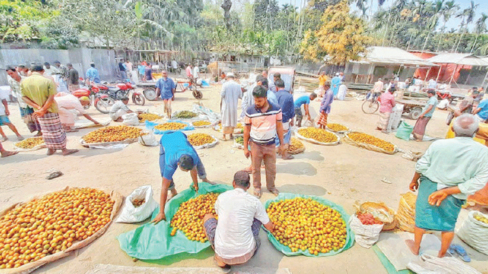 Bumper betel nut production fails to bring profit for Lalmonirhat farmers