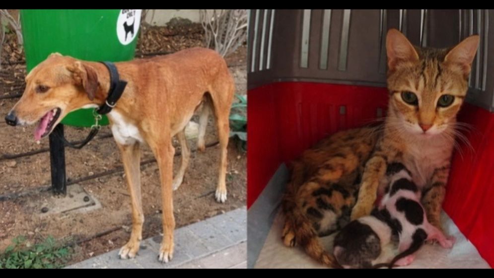 Dogs, cats left tied or dumped as residents rush to leave Dubai