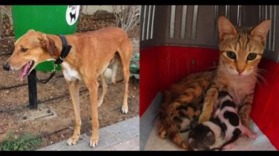 Dogs, cats left tied or dumped as residents rush to leave Dubai