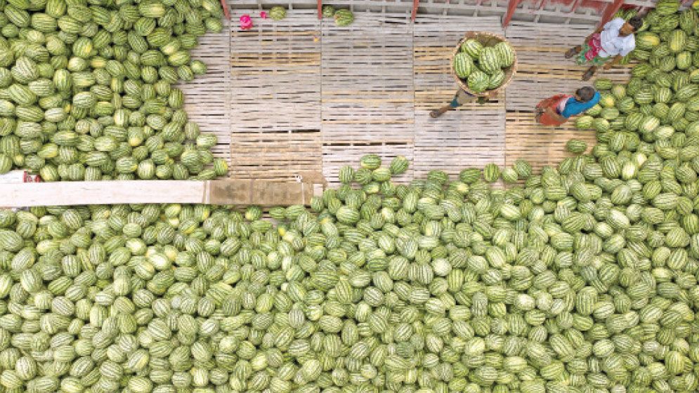 Badamtoli Ghat: The watermelon season in full swing