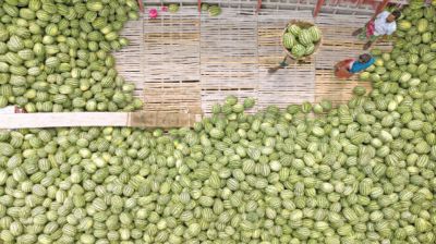 Badamtoli Ghat: The watermelon season in full swing