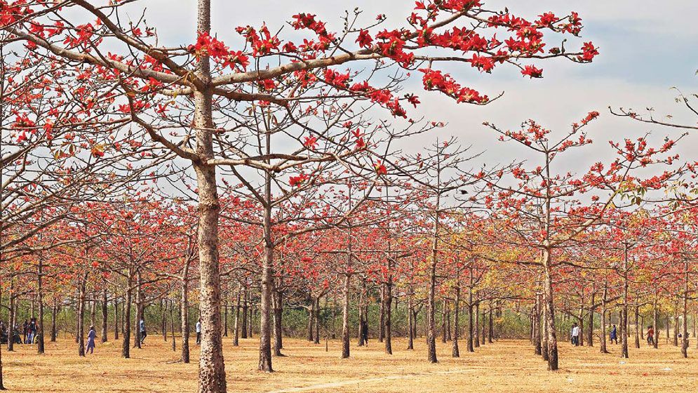 When spring burns bright in Tahirpur Shimul Bagan