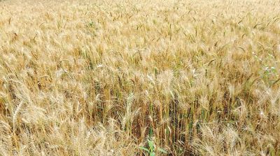 Wheat cultivation continues to decline in Thakurgaon
