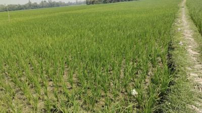 Diesel crisis disrupts irrigation in northern Bangladesh