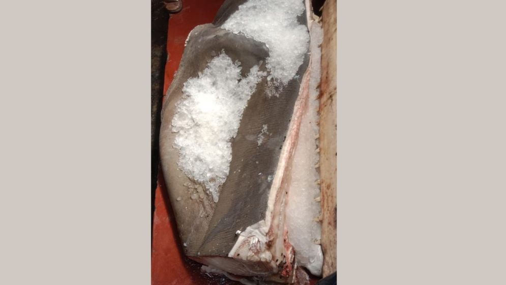 Parts of endangered fish recovered in Pirojpur