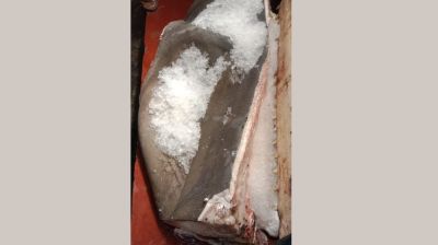 Parts of endangered fish recovered in Pirojpur