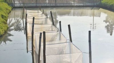 Mismanagement, corruption claims plague Lakshmipur fish breeding centre