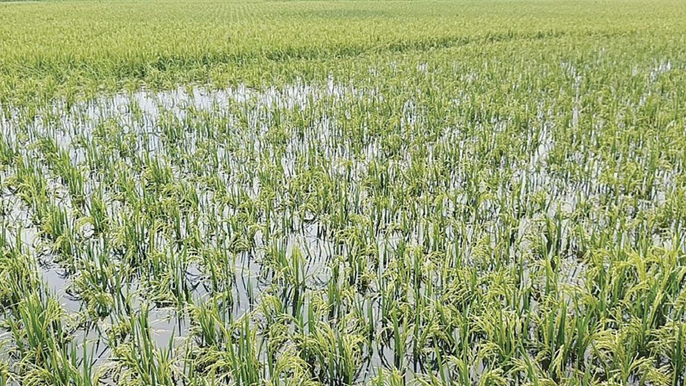 Haor Boro fields submerged in Sunamganj, farmers fear heavy losses