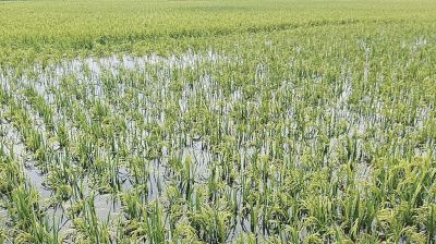 Haor Boro fields submerged in Sunamganj, farmers fear heavy losses