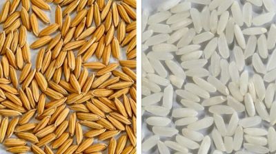 Researchers develop high-yielding fine rice ‘GAU Dhan 4’