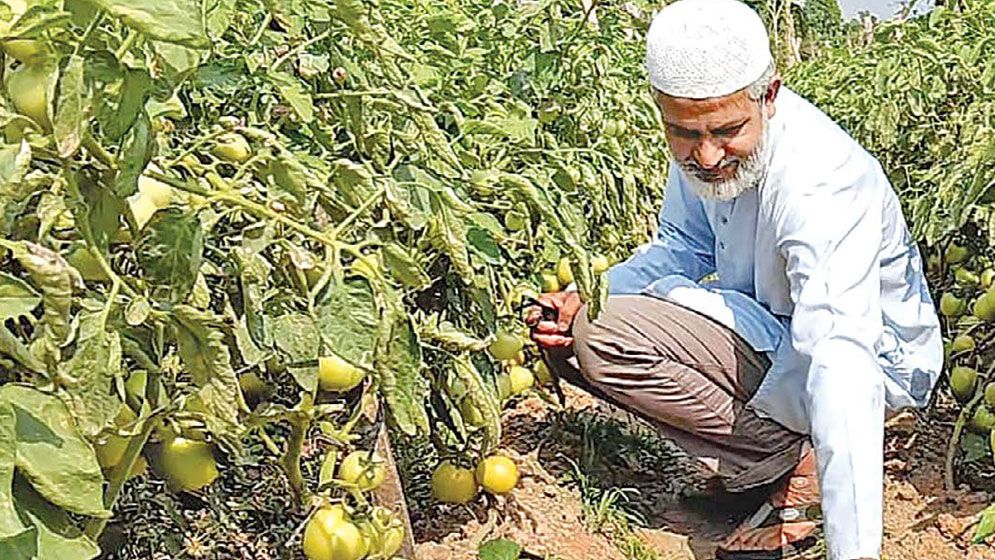 Jhenaidah farmer Zahir excels in cultivating Bahubali tomatoes