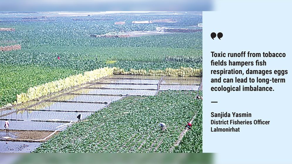 Tobacco farming on Teesta chars threatens fish, biodiversity