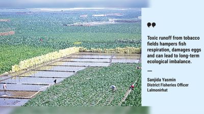 Tobacco farming on Teesta chars threatens fish, biodiversity