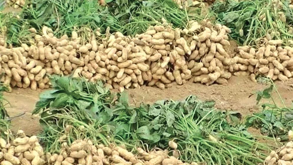 Bumper groundnut yield, record prices boost Rangpur farmers