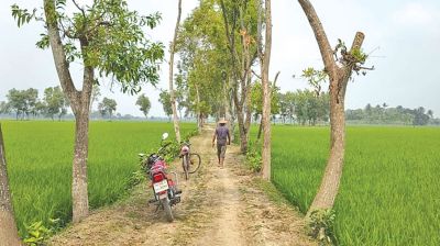 3,000 roadside trees disappear in Jashore amid illegal felling