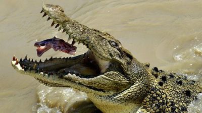 Probe ordered into dog death in Bagerhat crocodile attack