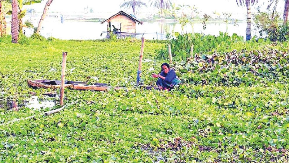 Bhabadaha waterlogging shrinks Boro farming in Jashore