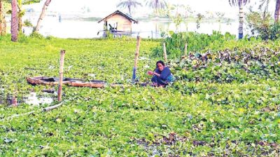 Bhabadaha waterlogging shrinks Boro farming in Jashore