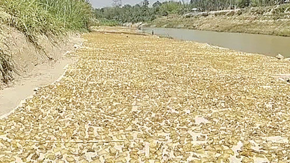 Potato chips transform women’s livelihoods in Joypurhat