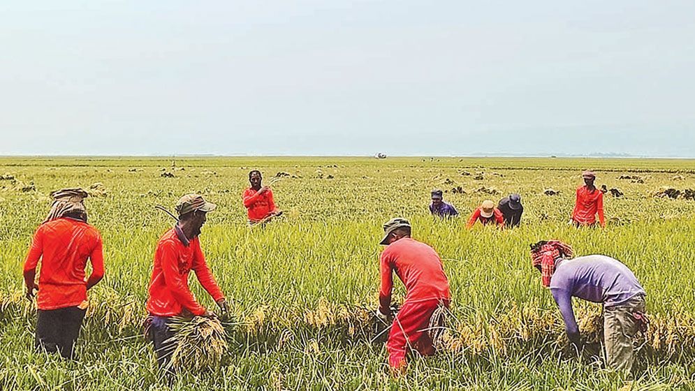 Boro harvest speeds up in Sunamganj as flood fears grow