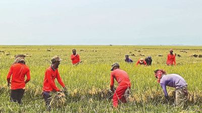 Boro harvest speeds up in Sunamganj as flood fears grow