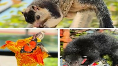 What you need to know about the new Philippine species in Abu Dhabi