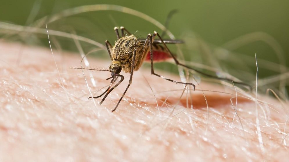 WHO approves first malaria treatment for infants