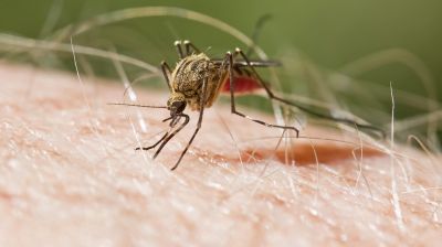 WHO approves first malaria treatment for infants