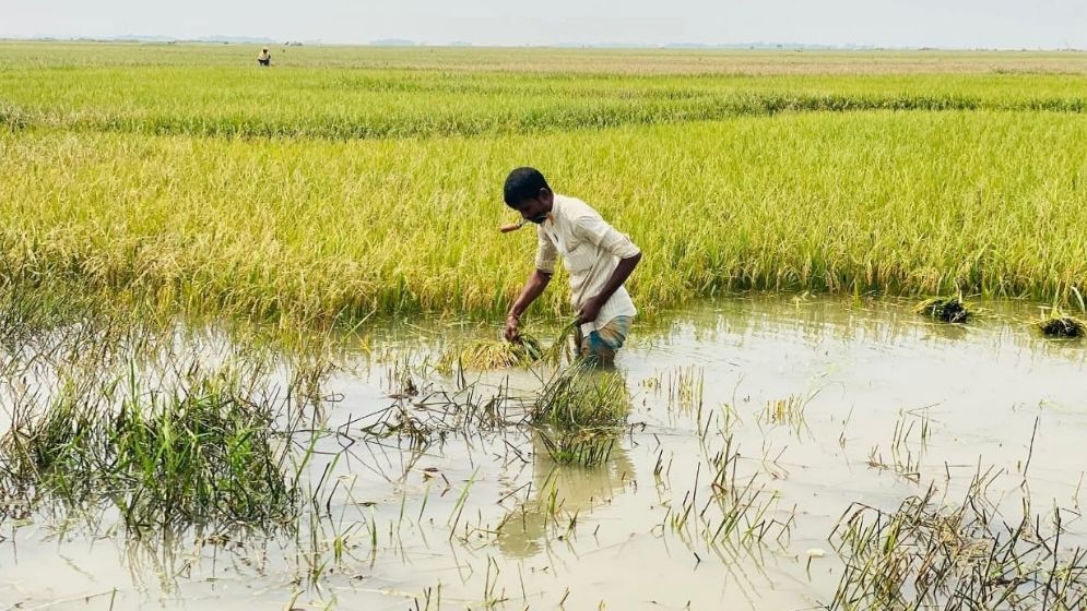 6,500 hectares of croplands submerged in Sunamganj