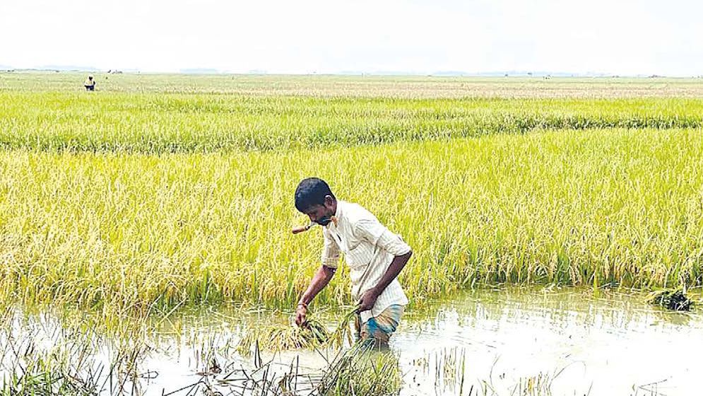 Rains submerge 6,500 hectares of croplands in Sunamganj haors