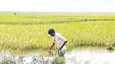 Rains submerge 6,500 hectares of croplands in Sunamganj haors