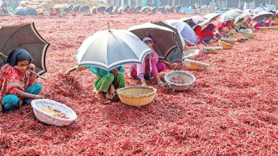 Red gold, meagre pay: Bogura women get Tk250 a day