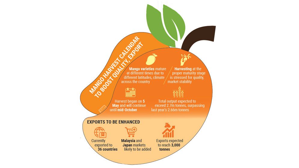 Govt starts implementing mango harvest calendar
