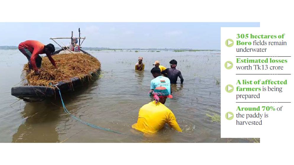 Haor water levels remain static in B’baria, around 2,000 farmers affected