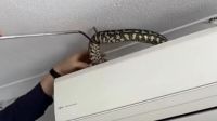 Large python found perched on AC unit inside home