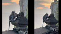 Monkey snatches Indian tourist's sunglasses at Bali's Uluwatu Temple