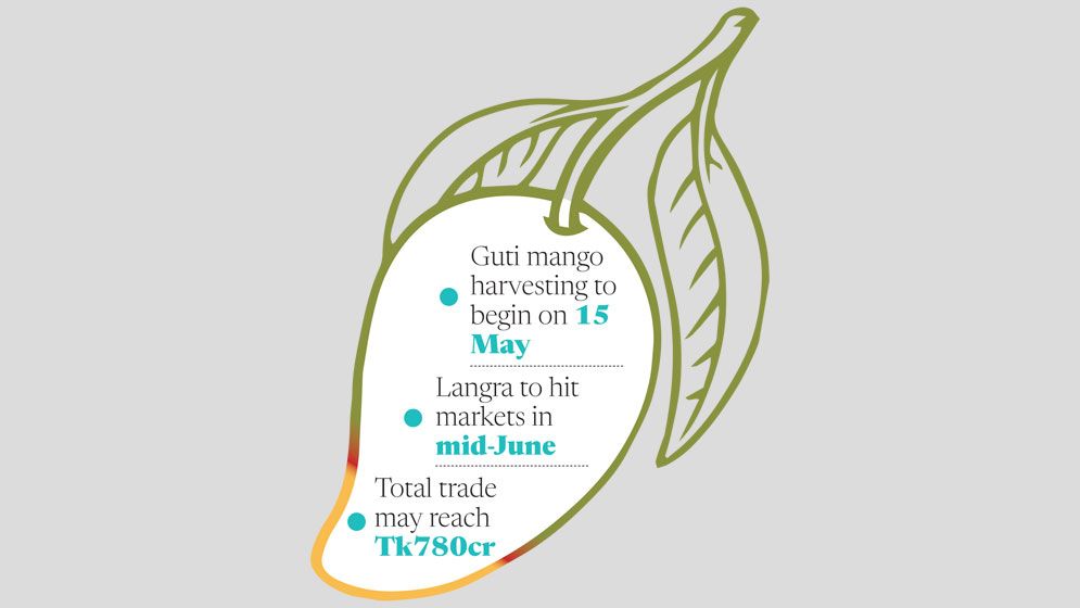 Rajshahi admin announces mango harvesting schedule