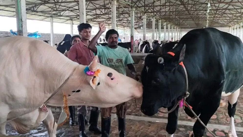 ‘Kala Babu’, ‘Dhala Babu’ steal Eid spotlight in Thakurgaon
