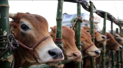Dhaka to have 27 cattle markets for Eid-ul-Azha