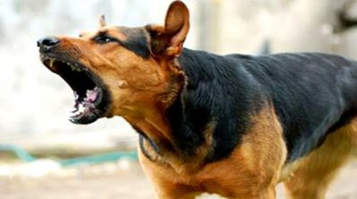 Four die, nine injured following dog bites in Gaibandha