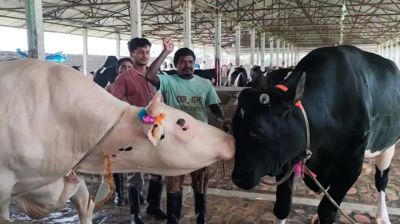 ‘Kala Babu’, ‘Dhala Babu’ steal Eid spotlight in Thakurgaon