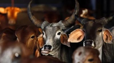 BJP govt limits cow slaughters to certified cases in West Bengal