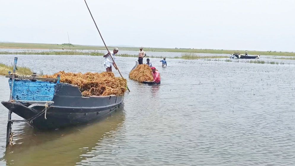 Receding waters expose extensive crop damage in B’baria haors