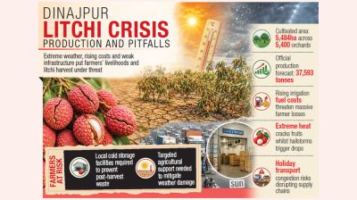 Storms, heatwaves put Dinajpur’s litchi business at risk